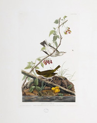 Golden-crowned Thrush 